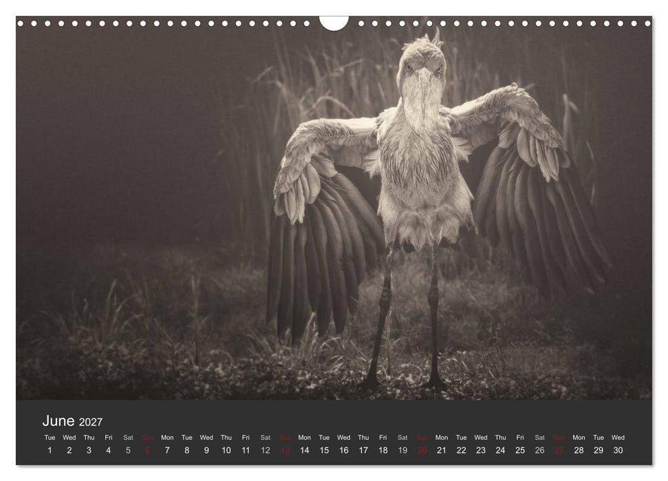 African Souls African animals with soul (CALVENDO Monthly Calendar 2027)