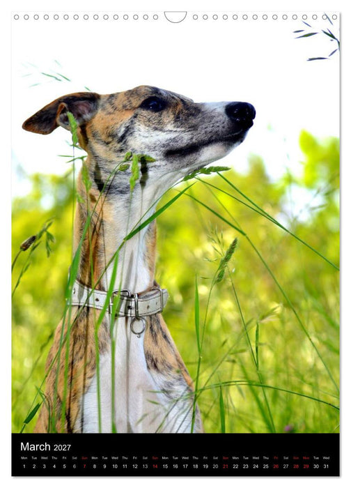Beautiful Whippets (CALVENDO Monthly Calendar 2027)
