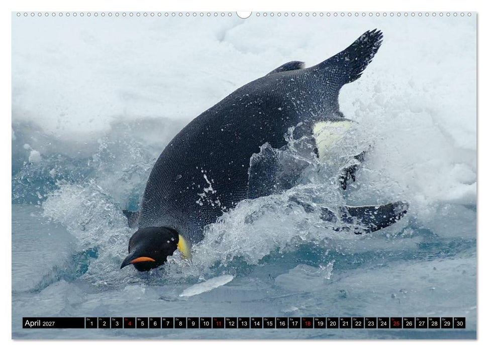 Pinguine - Watscheln im festlichen Kleid (CALVENDO Premium Wandkalender 2027)