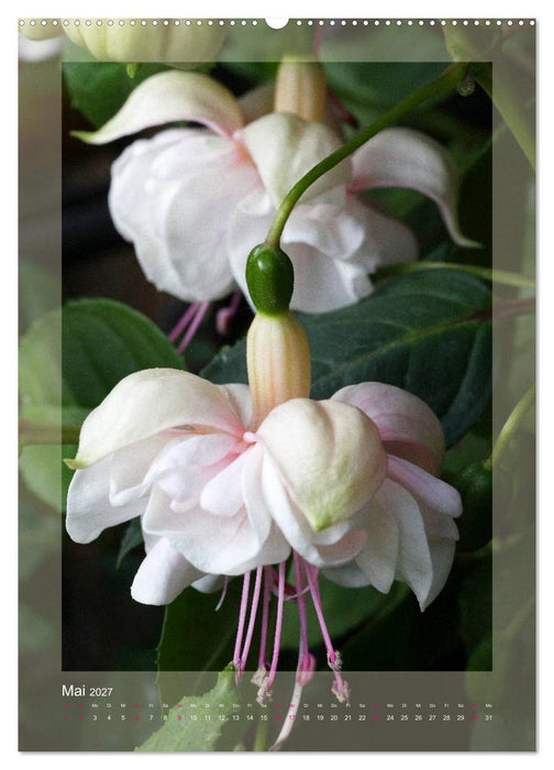 Faszinierende Fuchsien (CALVENDO Wandkalender 2027)