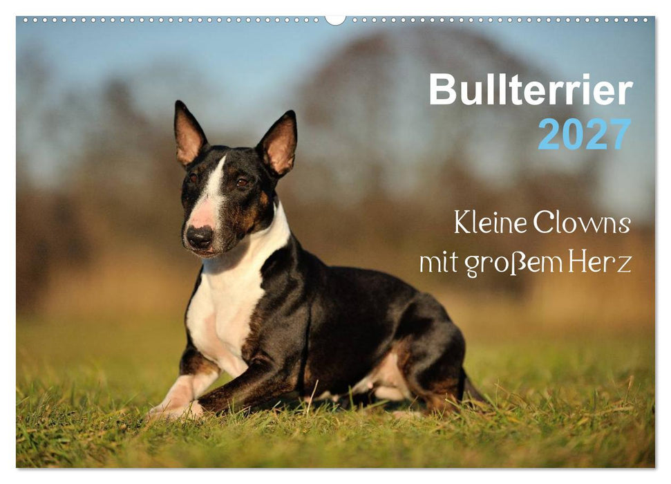 Bullterrier 2027 - Kleine Clowns mit großem Herz (CALVENDO Wandkalender 2027)