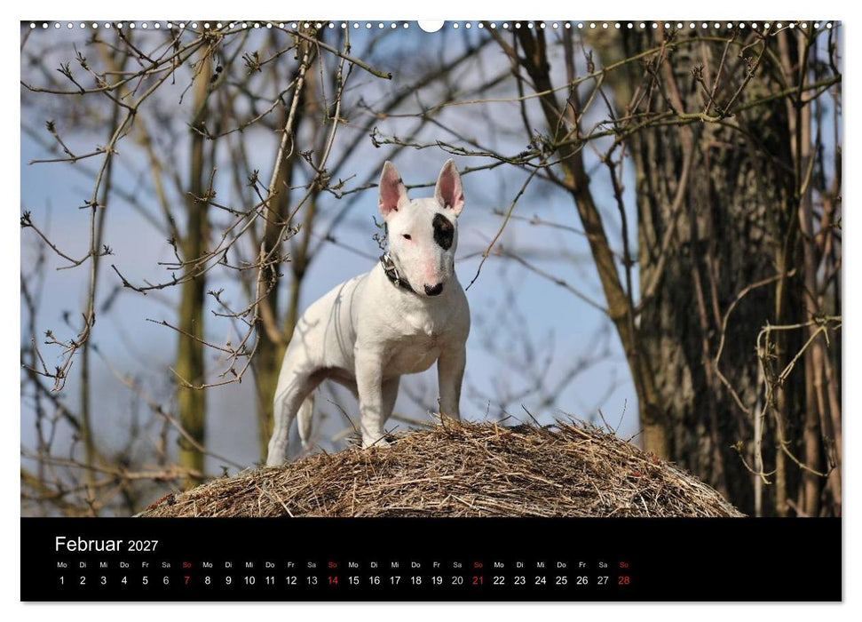 Bullterrier 2027 - Kleine Clowns mit großem Herz (CALVENDO Wandkalender 2027)