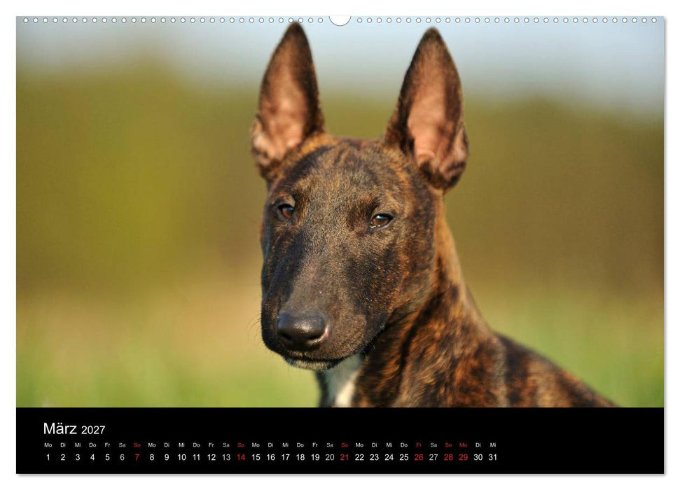 Bullterrier 2027 - Kleine Clowns mit großem Herz (CALVENDO Wandkalender 2027)