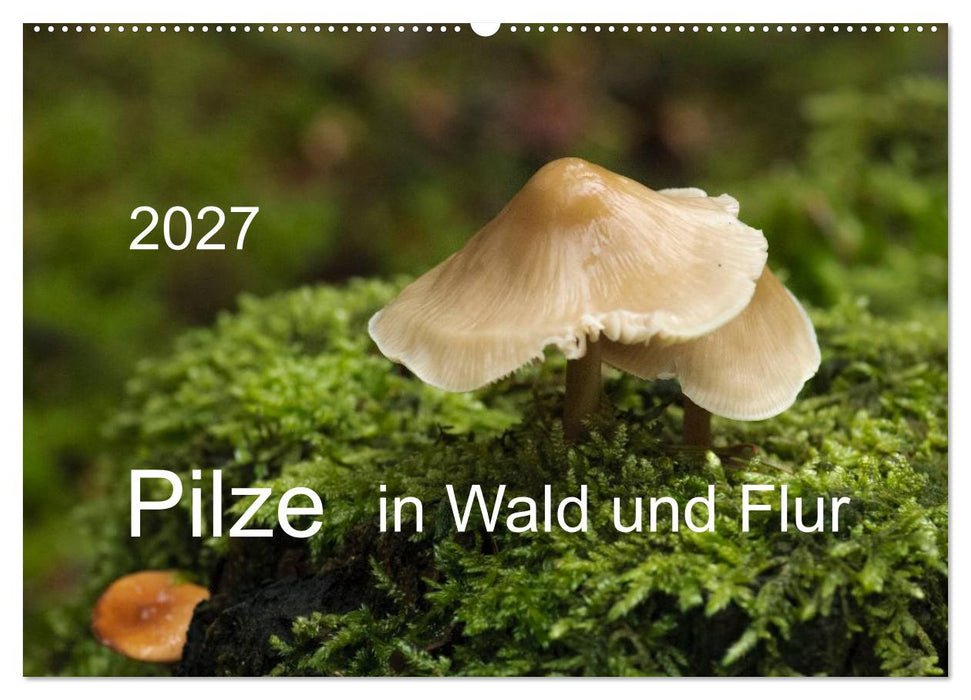 Pilze in Wald und Flur (CALVENDO Wandkalender 2027)