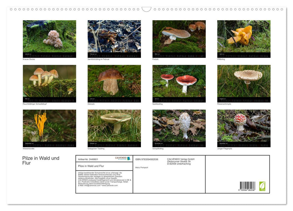 Pilze in Wald und Flur (CALVENDO Wandkalender 2027)