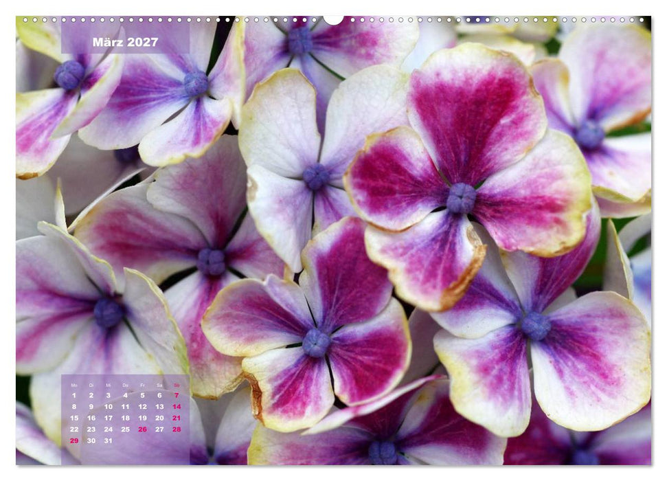 Himmlische Hortensien (CALVENDO Premium Wandkalender 2027)