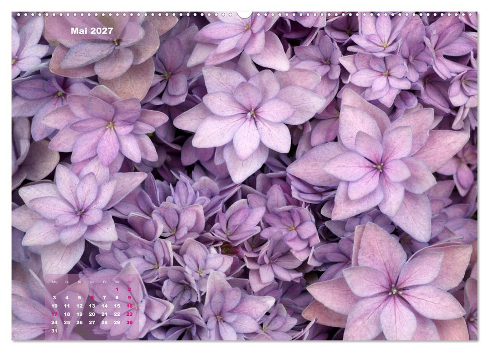 Himmlische Hortensien (CALVENDO Premium Wandkalender 2027)