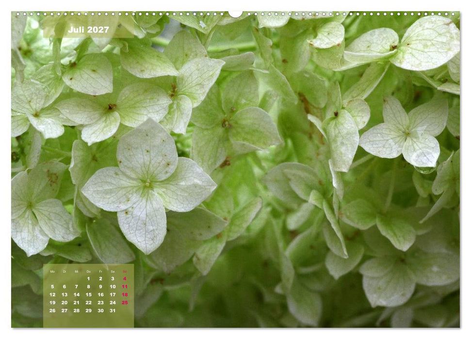 Himmlische Hortensien (CALVENDO Premium Wandkalender 2027)