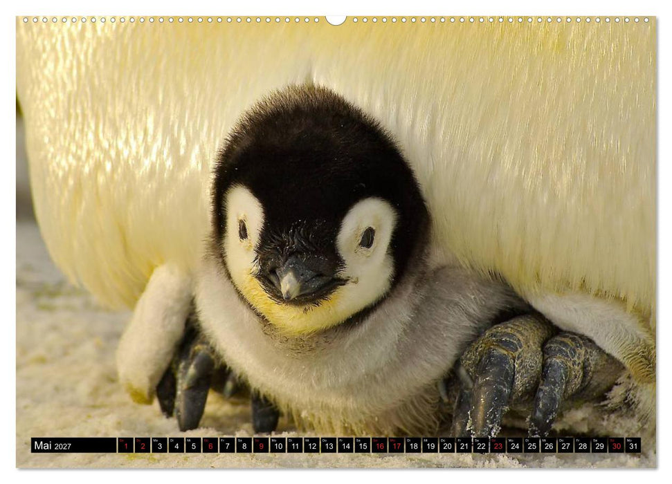 Pinguine - Watscheln im festlichen Kleid (CALVENDO Wandkalender 2027)