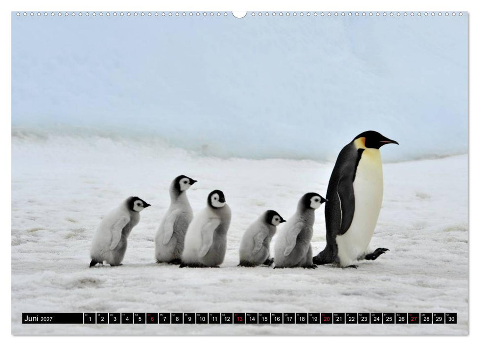 Pinguine - Watscheln im festlichen Kleid (CALVENDO Wandkalender 2027)