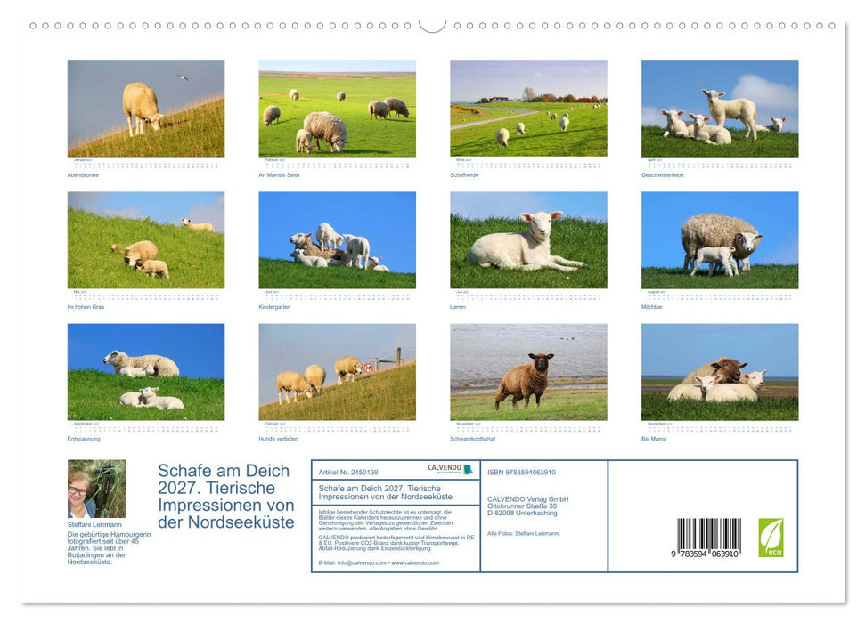 Schafe am Deich 2027. Tierische Impressionen von der Nordseeküste (CALVENDO Premium Wandkalender 2027)