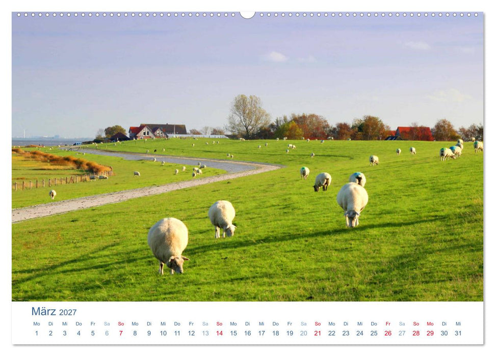 Schafe am Deich 2027. Tierische Impressionen von der Nordseeküste (CALVENDO Premium Wandkalender 2027)