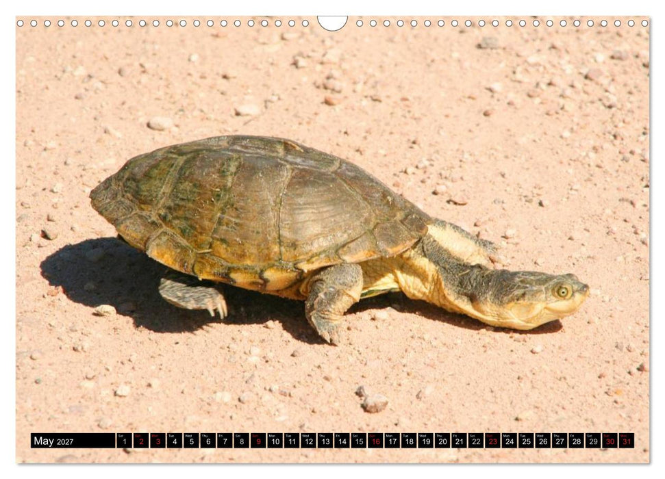 Turtles and Tortoises - Armored pacifists (CALVENDO Monthly Calendar 2027)