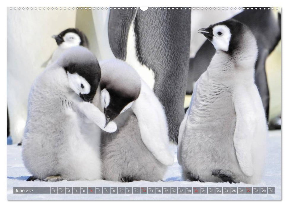 Penguins Unique and amazing birds (CALVENDO Premium-Calendar 2027)