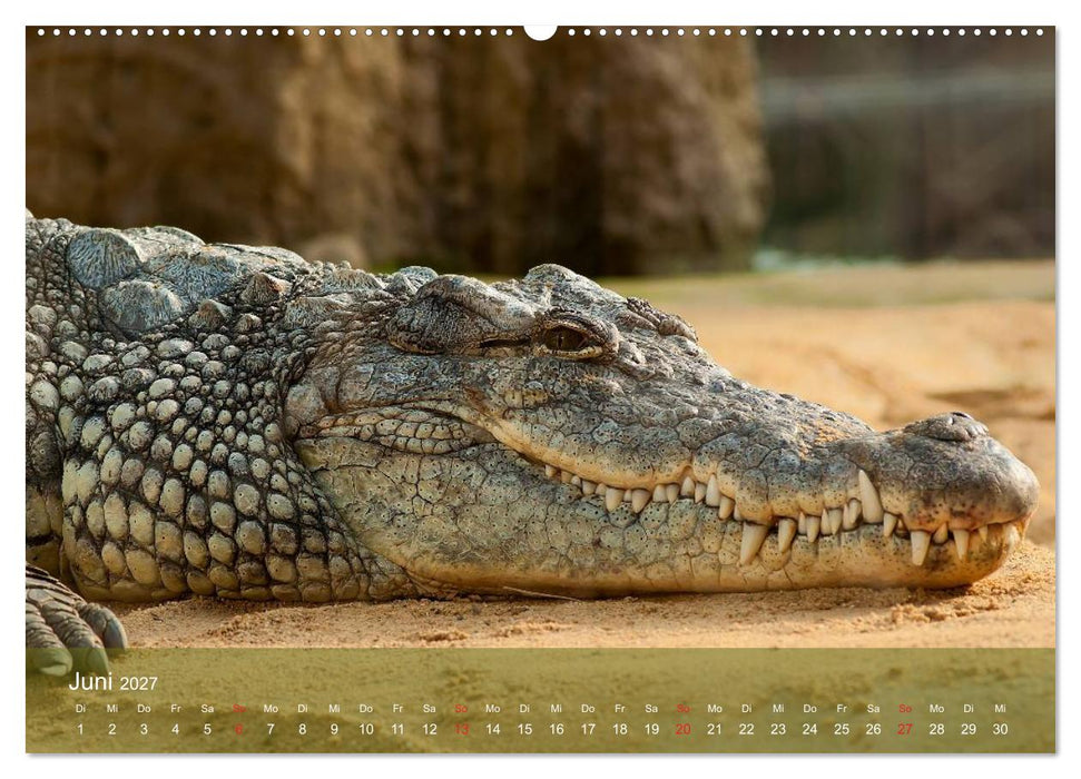 Alligatoren und Co. (CALVENDO Premium Wandkalender 2027)