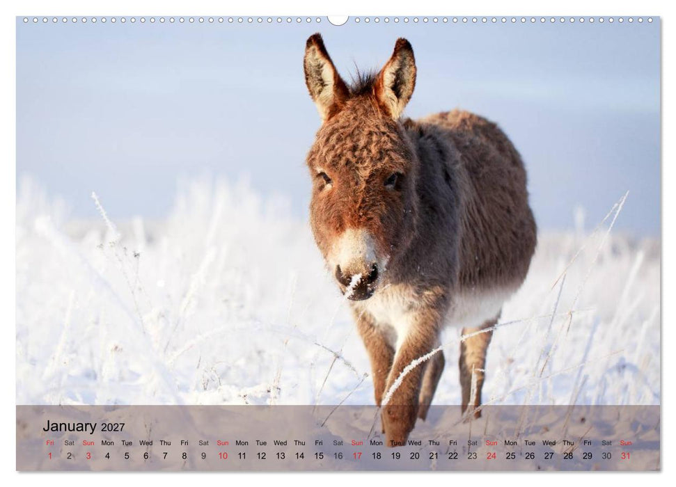 Little Donkey with Friends (CALVENDO Premium-Calendar 2027)