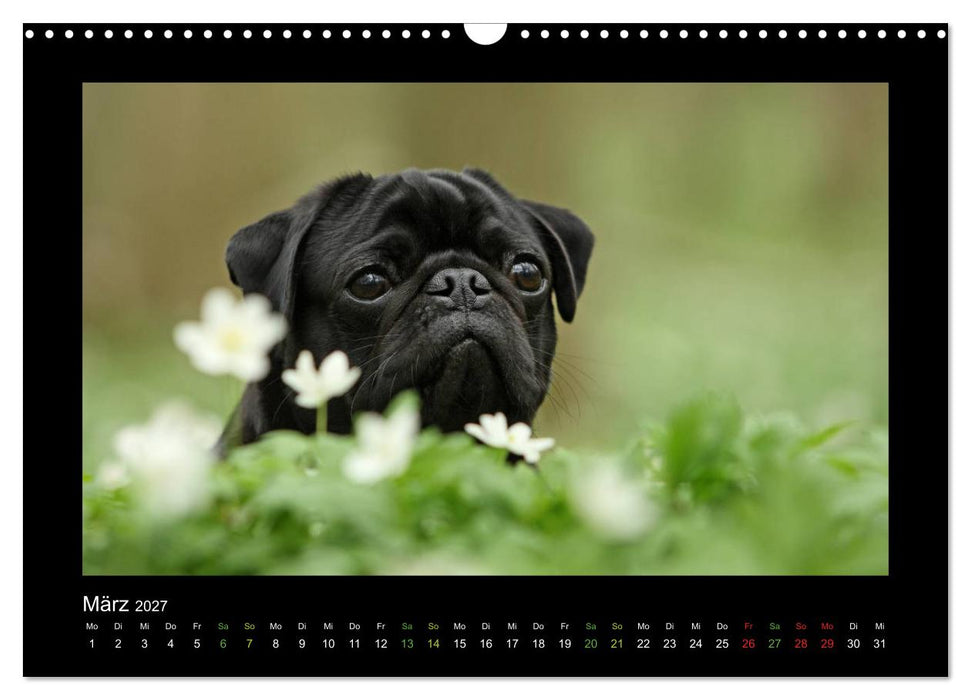 Der Feldfurchen-Mops (CALVENDO Wandkalender 2027)