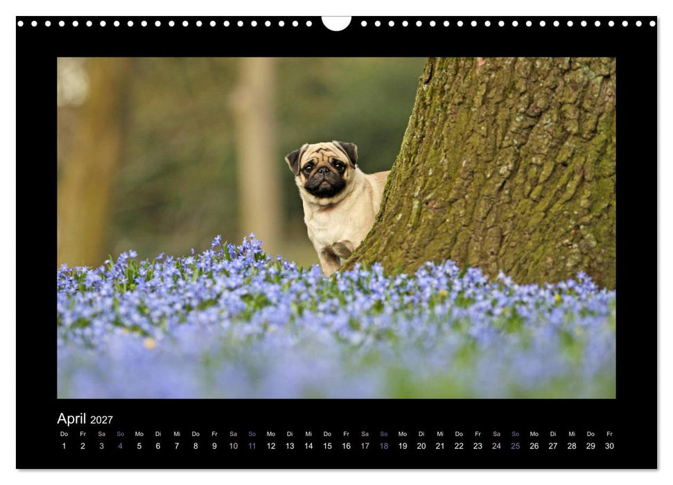 Der Feldfurchen-Mops (CALVENDO Wandkalender 2027)