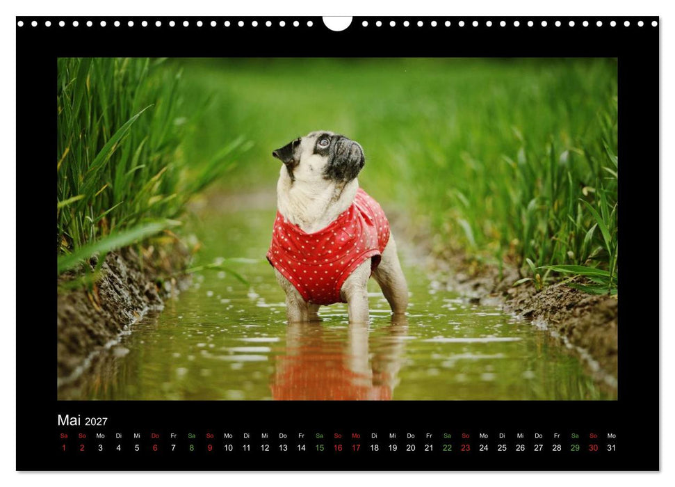 Der Feldfurchen-Mops (CALVENDO Wandkalender 2027)