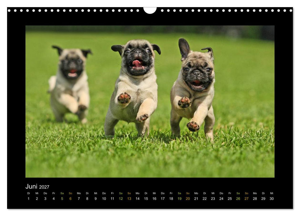 Der Feldfurchen-Mops (CALVENDO Wandkalender 2027)