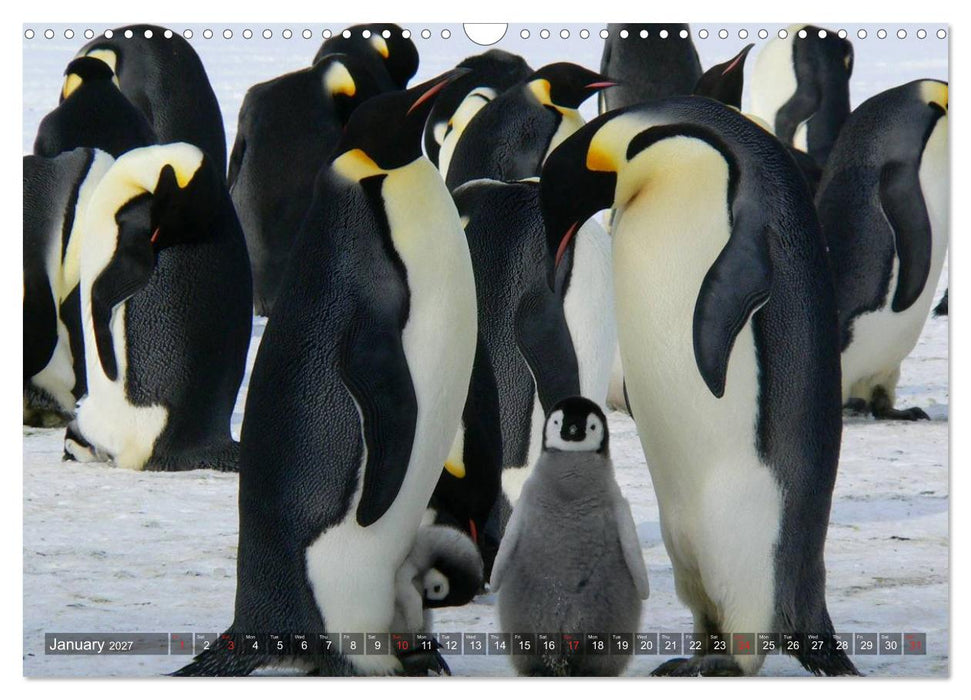 Penguins Unique and amazing birds (CALVENDO Monthly Calendar 2027)