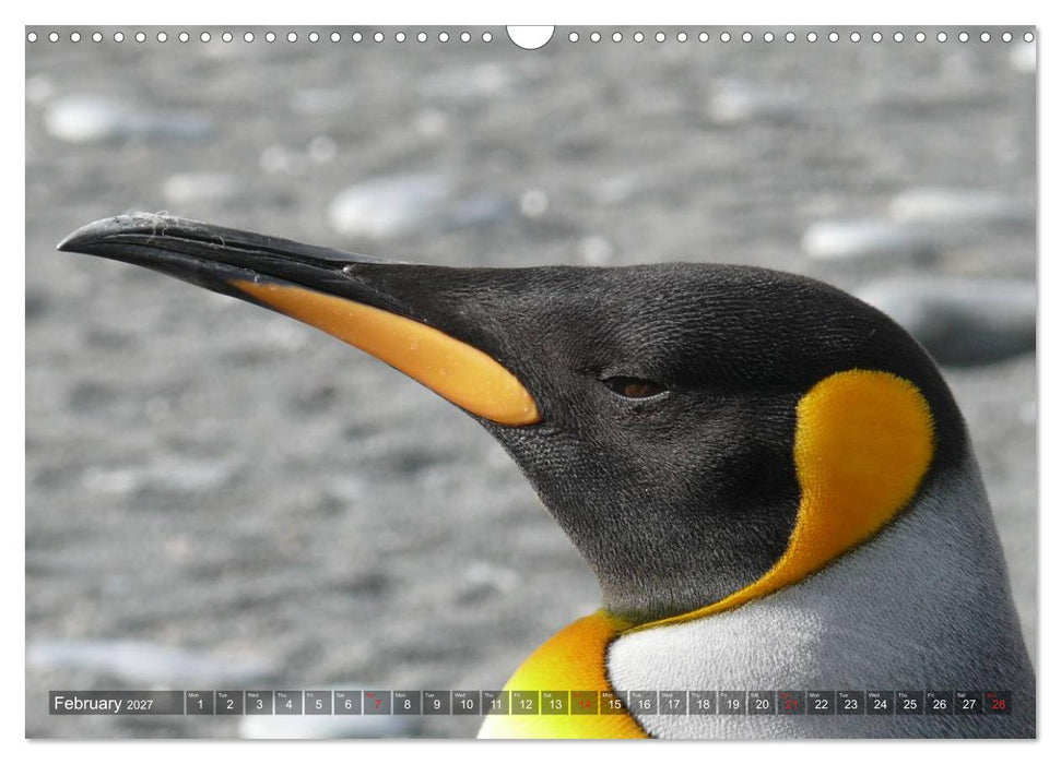 Penguins Unique and amazing birds (CALVENDO Monthly Calendar 2027)