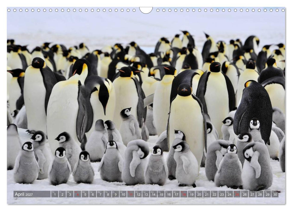 Penguins Unique and amazing birds (CALVENDO Monthly Calendar 2027)