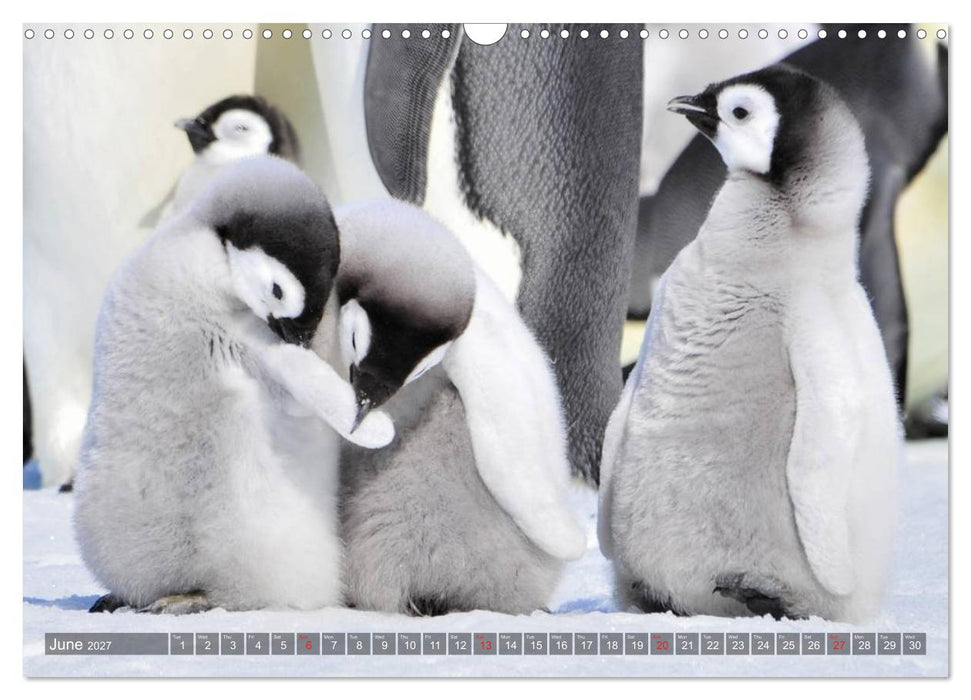 Penguins Unique and amazing birds (CALVENDO Monthly Calendar 2027)