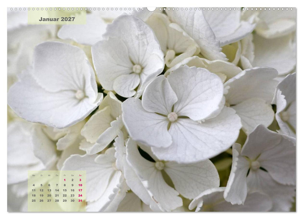 Himmlische Hortensien (CALVENDO Wandkalender 2027)