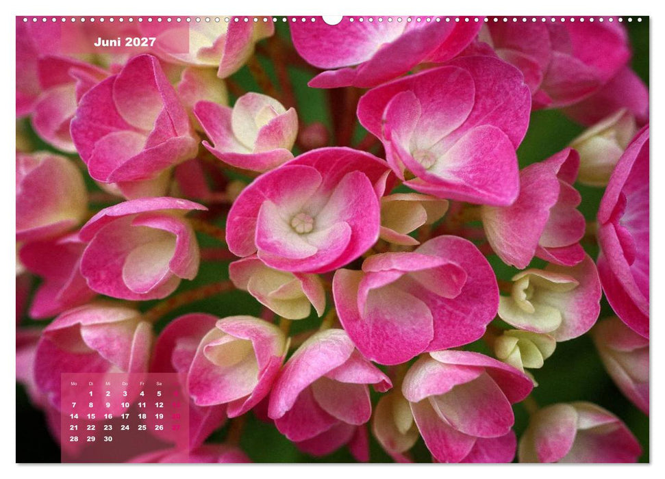 Himmlische Hortensien (CALVENDO Wandkalender 2027)