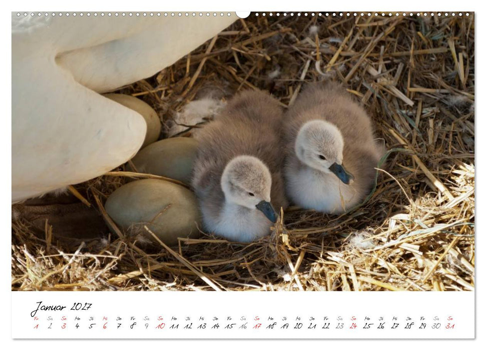 Vom Küken zum Schwan (CALVENDO Premium Wandkalender 2027)