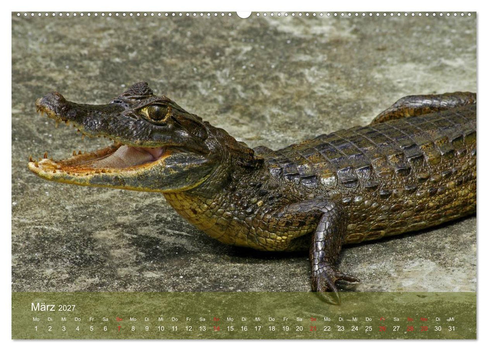 Alligatoren und Co. (CALVENDO Wandkalender 2027)