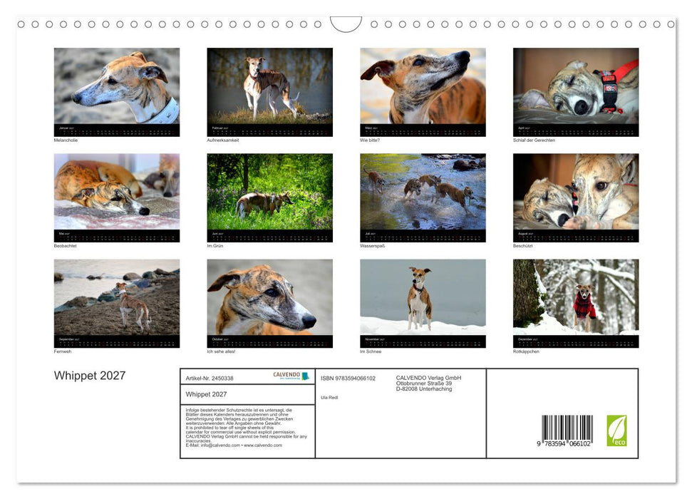 Whippet 2027 (CALVENDO Wandkalender 2027)