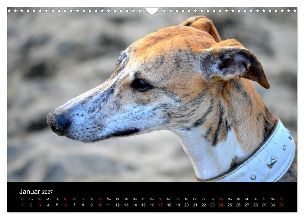 Whippet 2027 (CALVENDO Wandkalender 2027)