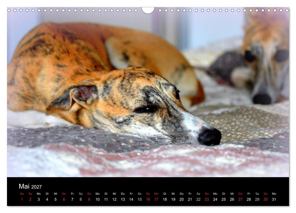 Whippet 2027 (CALVENDO Wandkalender 2027)