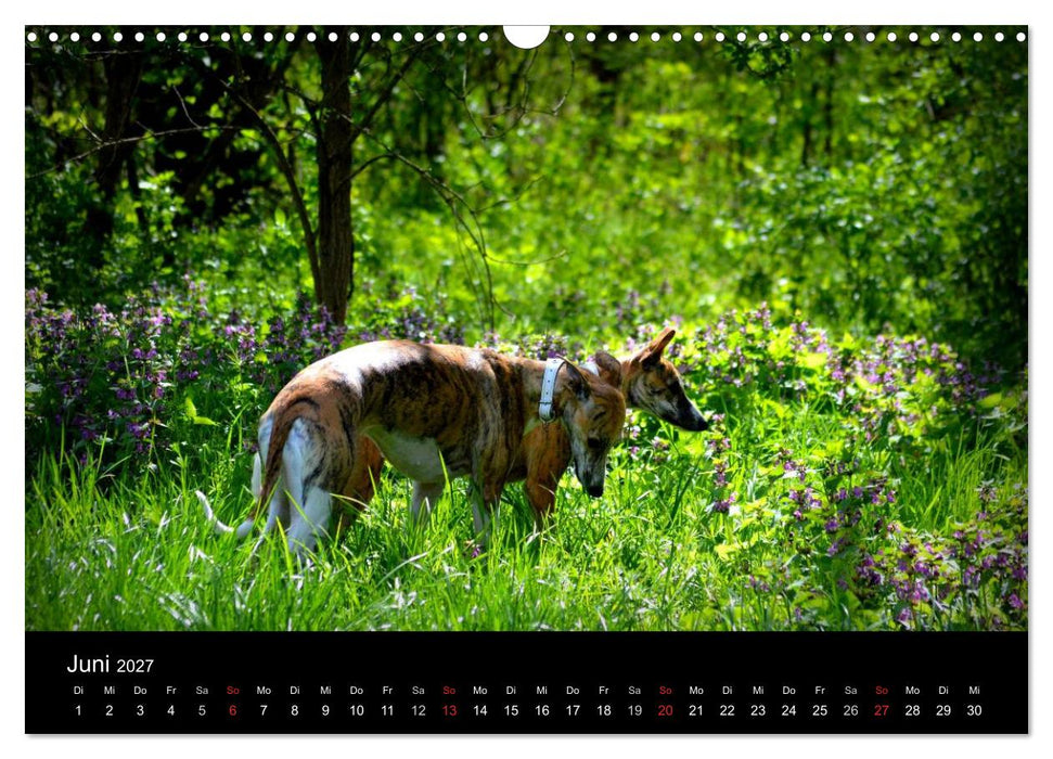 Whippet 2027 (CALVENDO Wandkalender 2027)