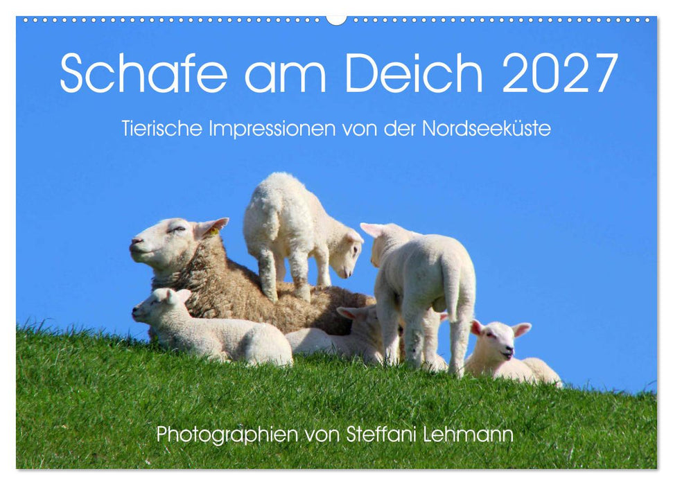 Schafe am Deich 2027. Tierische Impressionen von der Nordseeküste (CALVENDO Wandkalender 2027)