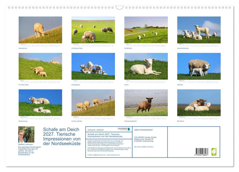 Schafe am Deich 2027. Tierische Impressionen von der Nordseeküste (CALVENDO Wandkalender 2027)
