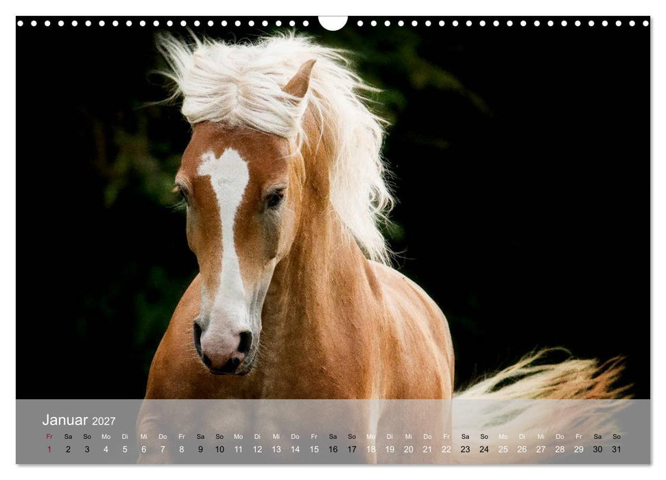 Pferde - Anmut und Stärke gepaart mit Magie (CALVENDO Wandkalender 2027)