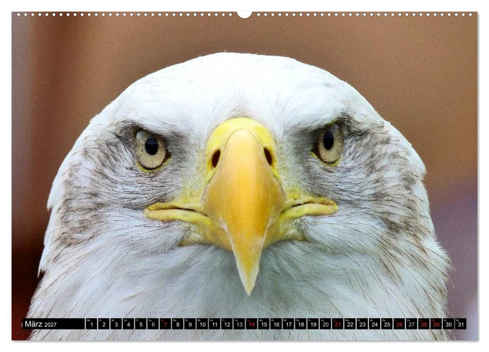 Adler und Greife - Könige des Himmels (CALVENDO Premium Wandkalender 2027)