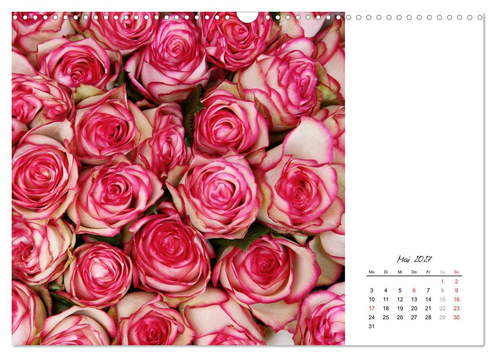 Die vielen Gesichter der Rosen (CALVENDO Wandkalender 2027)