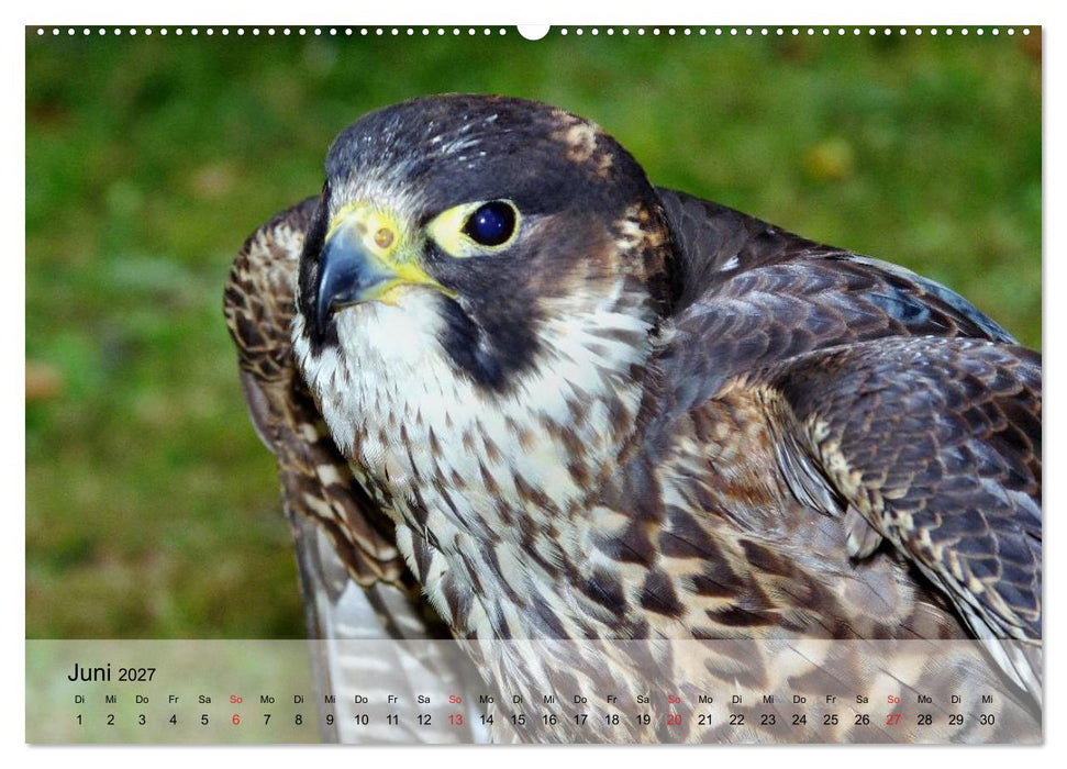Falken und Greifvögel. Edle Jäger (CALVENDO Premium Wandkalender 2027)