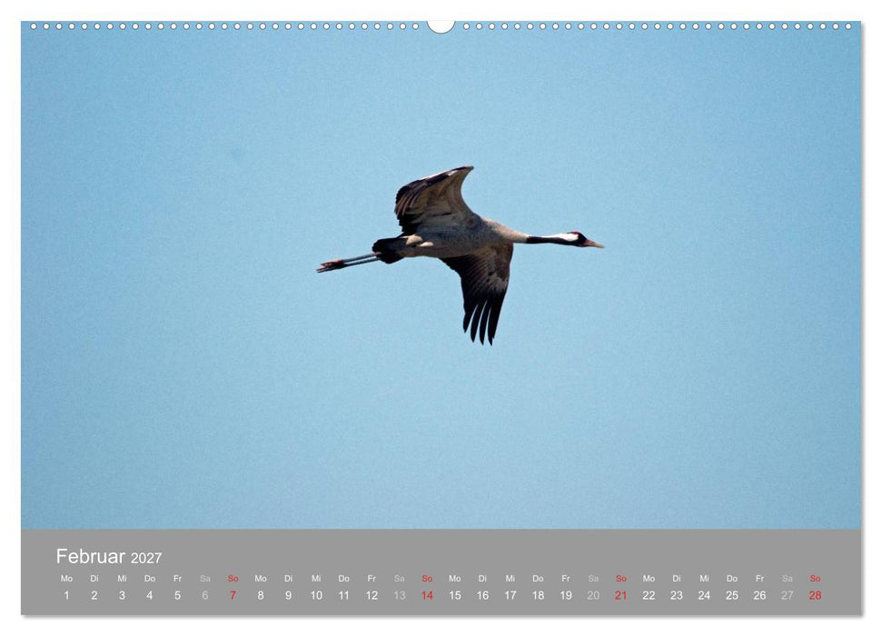Kraniche in Vorpommern (CALVENDO Wandkalender 2027)