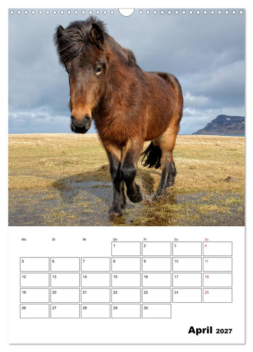 ISLANDPFERDE an der Küste von Snæfellsnes (CALVENDO Wandkalender 2027)