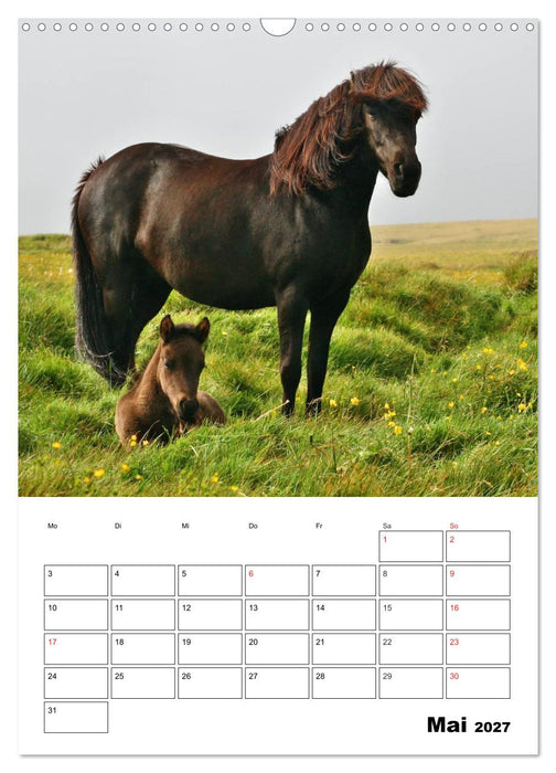 ISLANDPFERDE an der Küste von Snæfellsnes (CALVENDO Wandkalender 2027)