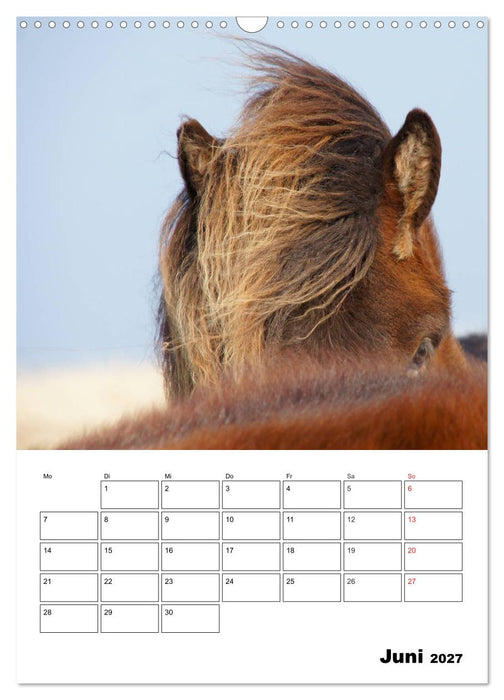 ISLANDPFERDE an der Küste von Snæfellsnes (CALVENDO Wandkalender 2027)