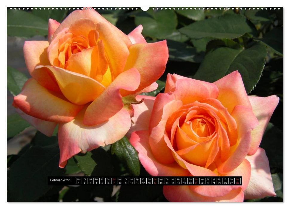 Rosen - Parade (CALVENDO Premium Wandkalender 2027)