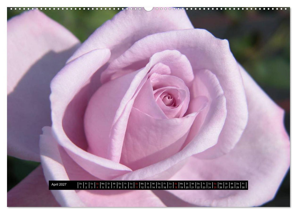 Rosen - Parade (CALVENDO Premium Wandkalender 2027)