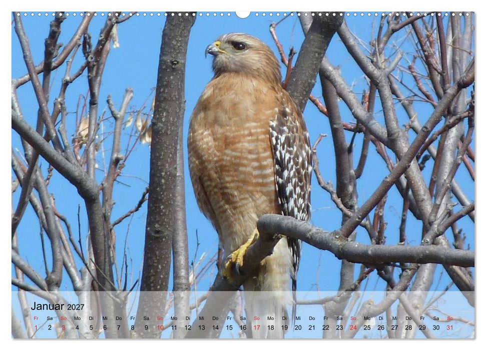 Falken und Greifvögel. Edle Jäger (CALVENDO Wandkalender 2027)