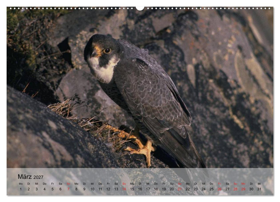 Falken und Greifvögel. Edle Jäger (CALVENDO Wandkalender 2027)